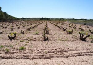 Viñedo en la Costa Blanca asociado a experiencias gastronómicas y enoturísticas cerca de Torrevieja